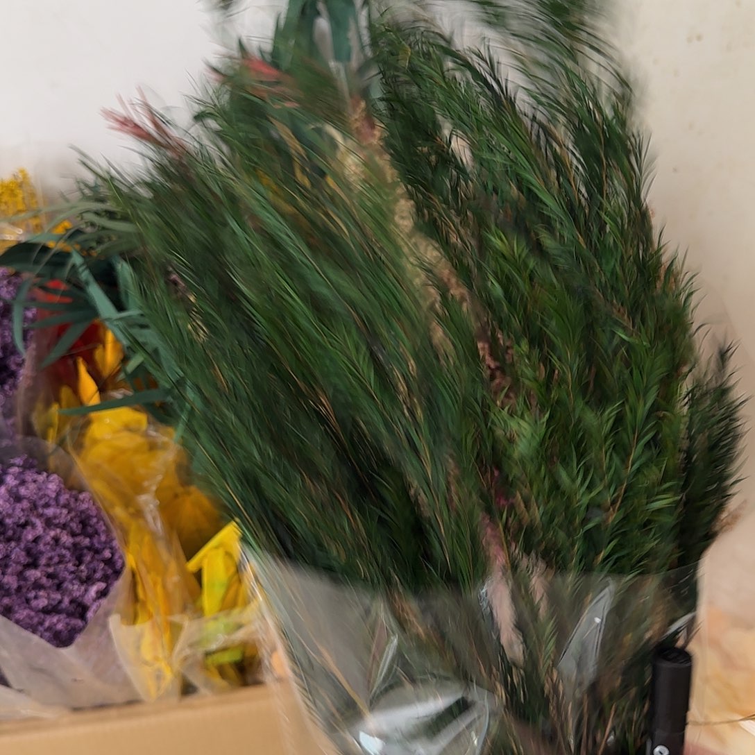 C95号墨绿色千层金