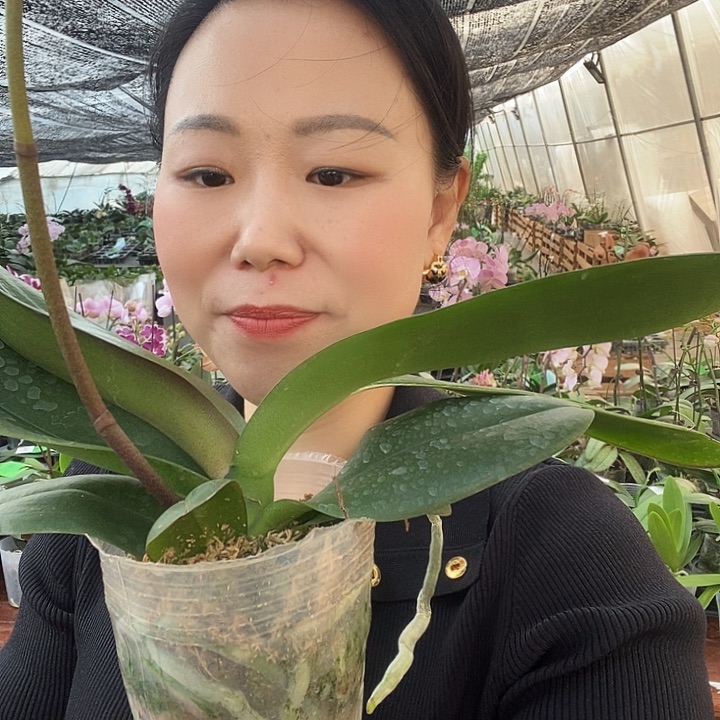 无花朵大辣椒蝴蝶