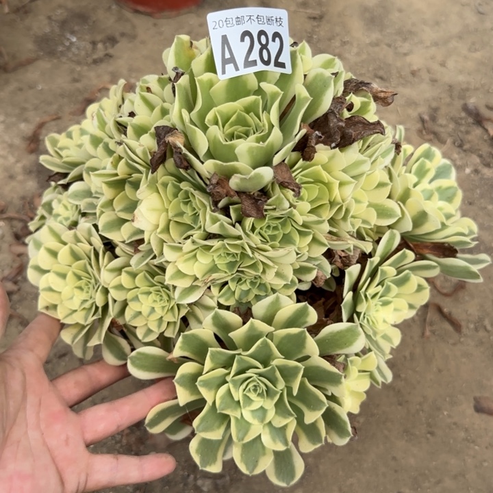 绿豆沙……多肉植物……