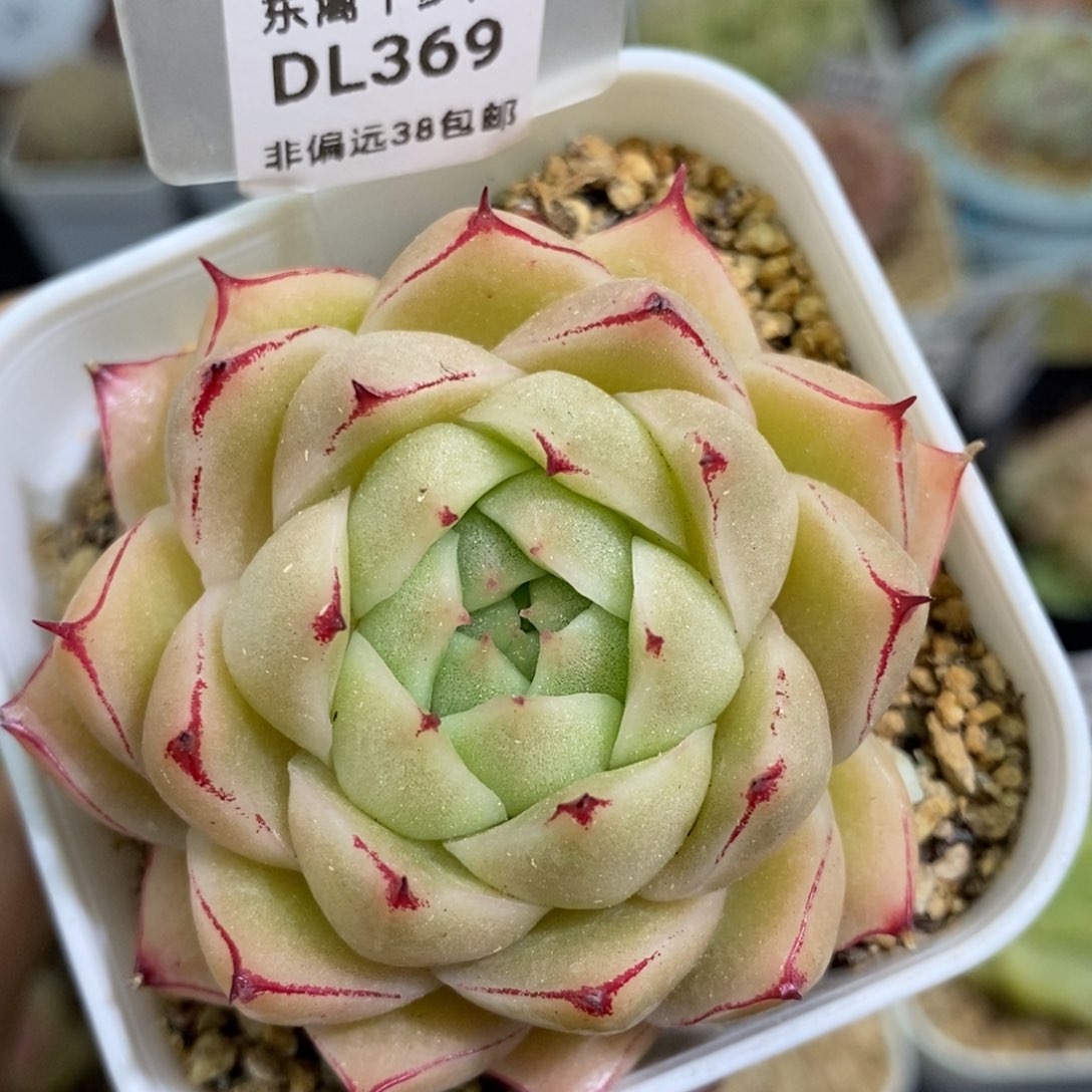 369东篱下多肉植物盆栽