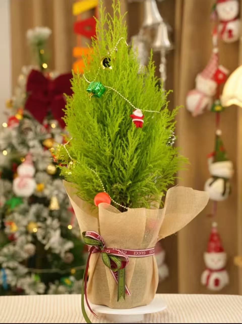 【圣诞树香松】办公室绿植室内植物桌面盆栽家用客厅花卉四礼物