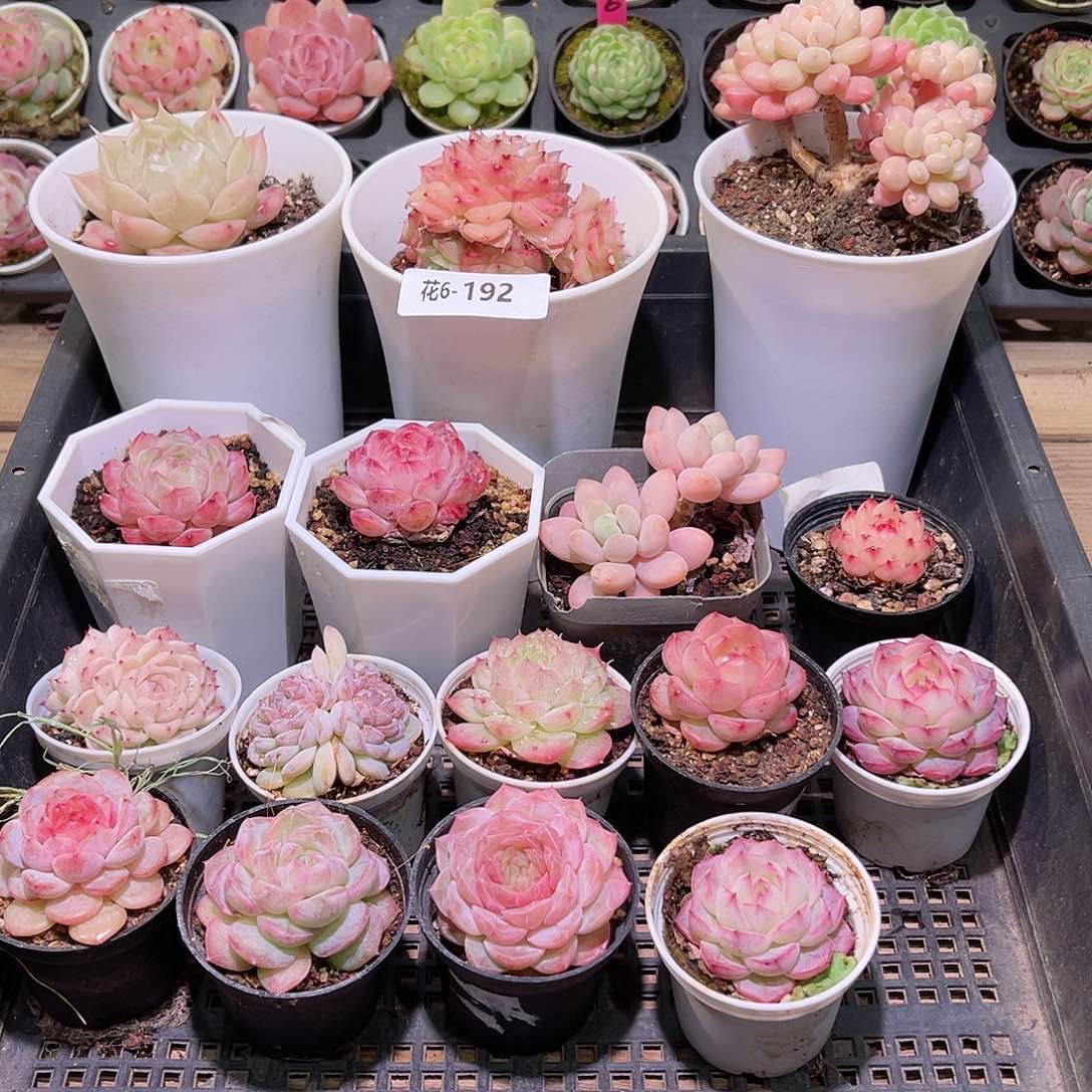 花利美6-框拍16颗