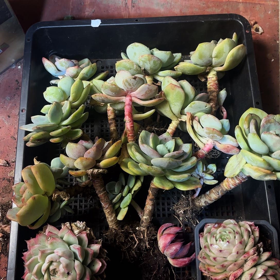 多肉植物框拍406号