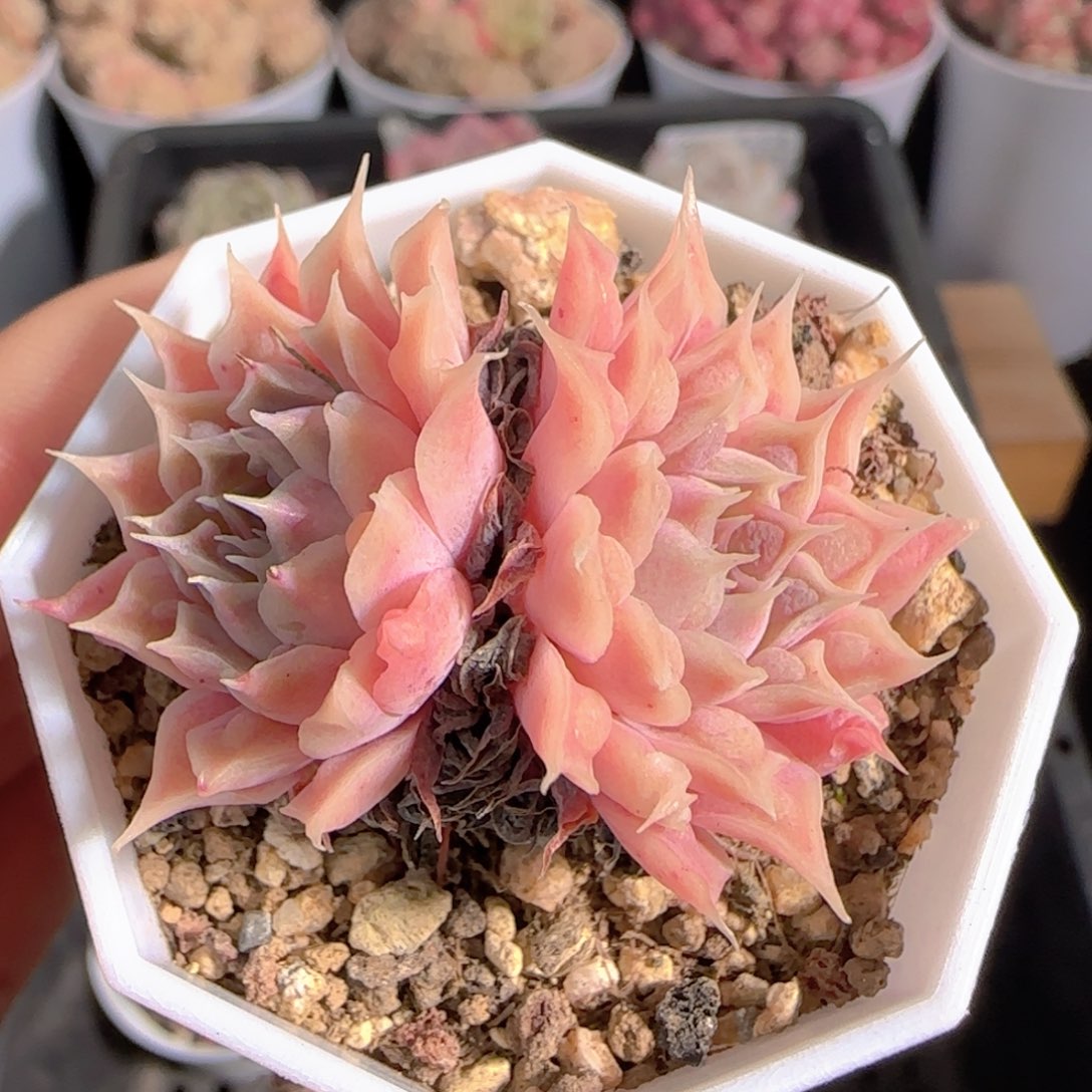 小***o多肉1229-35榴财榴财