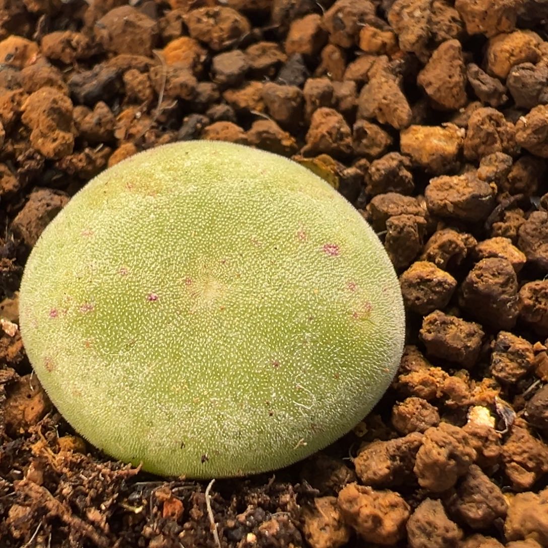 49多肉植物百科毛饼