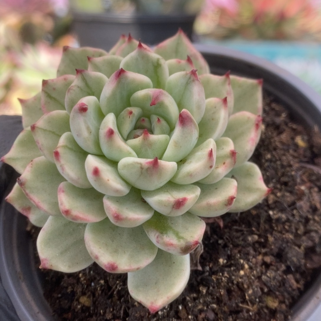 052东云杂锦锦锦锦锦锦