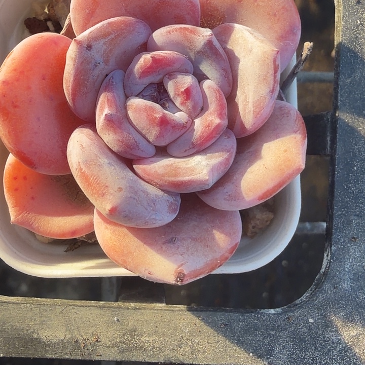 白茶  满12.9包邮