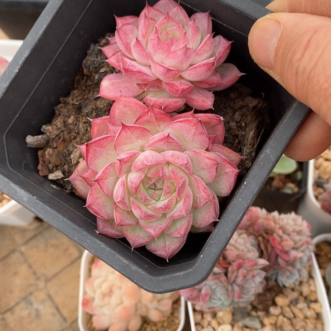 精品多肉一物一折不包整136