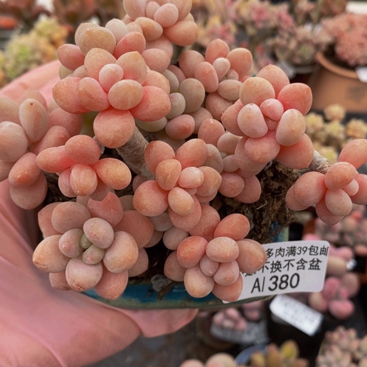 鱼子酱老桩9cm380多肉