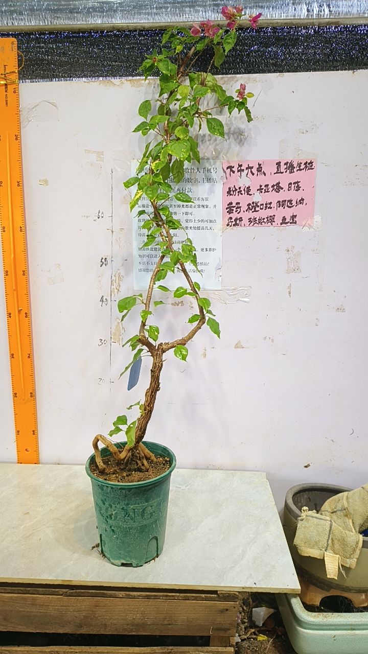 原盆原土发的三角梅桩子
