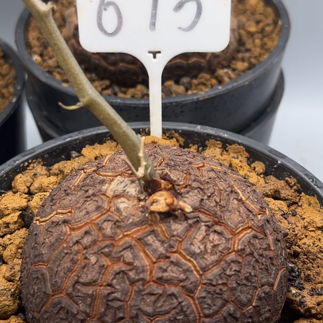 615龟甲龙24536746