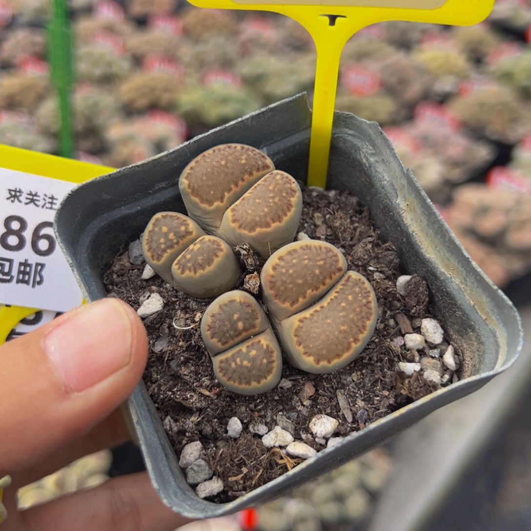 085.086 生石花大群生大群生