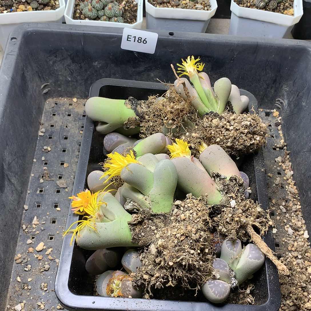 Y****首D186多肉植物保护