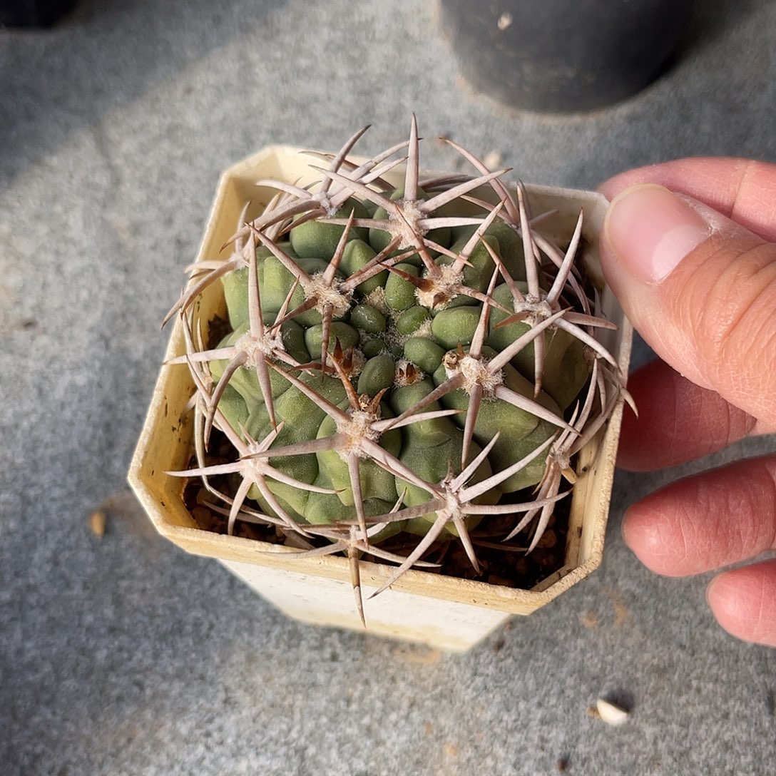 实生大尤龟甲豪刺碧岩玉