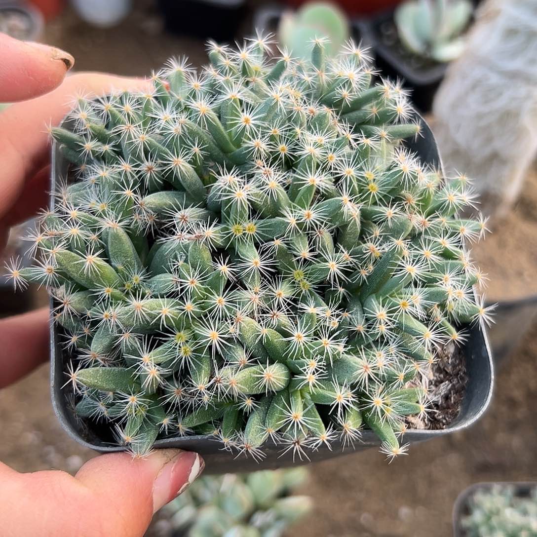 多肉植物紫晃星块根