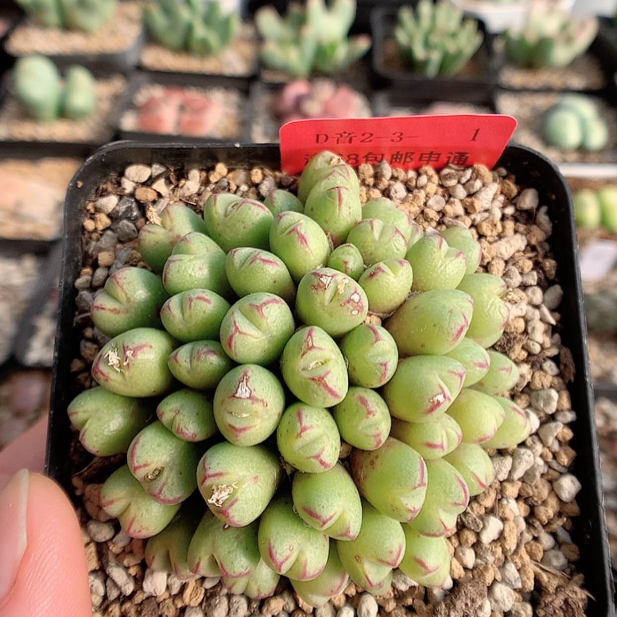 【闪购商品】2-3-1 小L红嘴一群 40