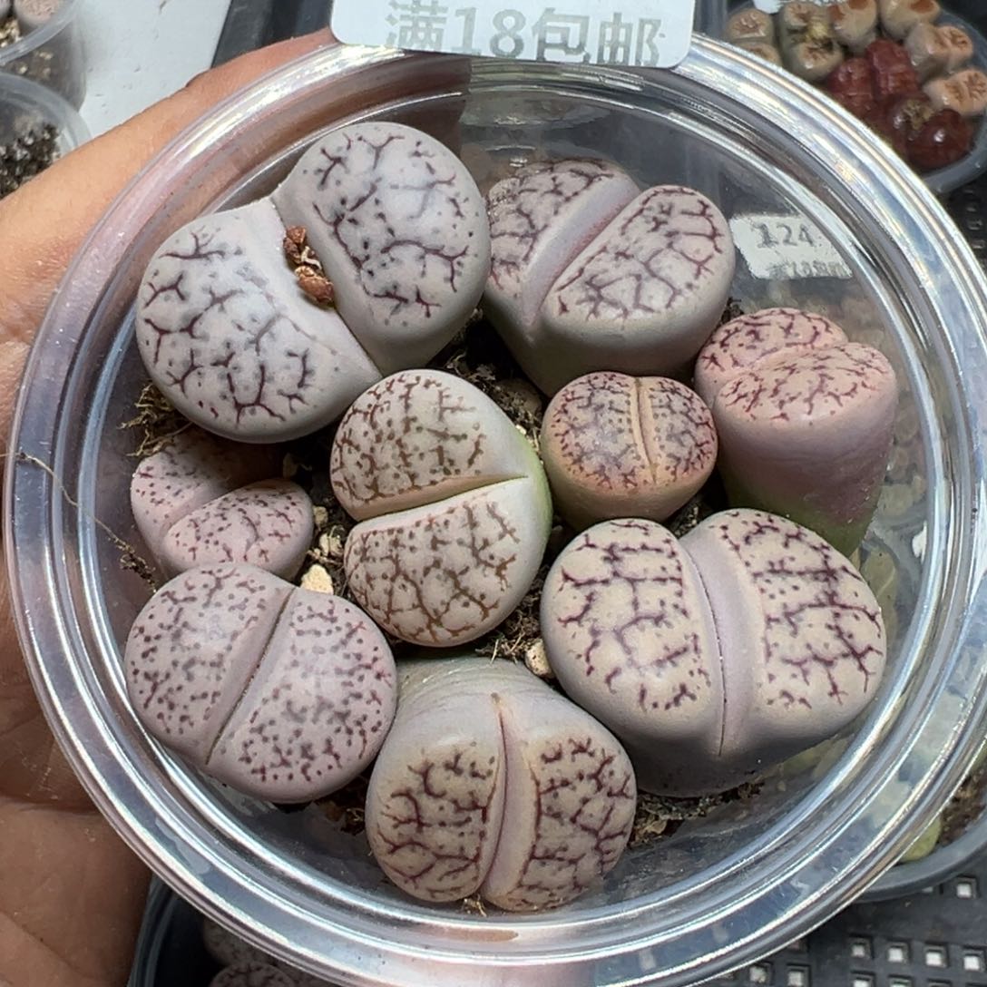 【闪购商品】 130。     