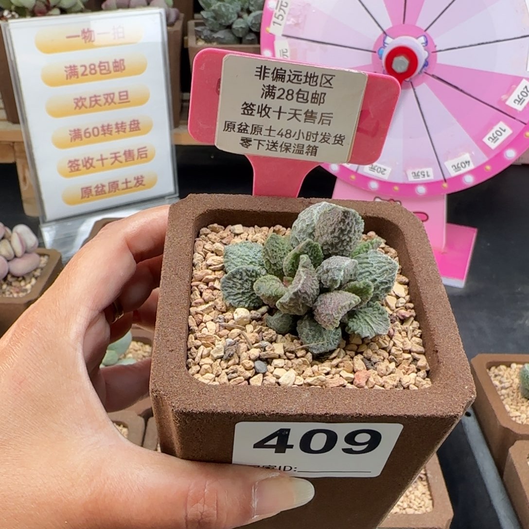 用***6409大鱼海棠补差多肉植物