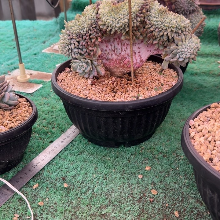 星影树缀无砍多肉