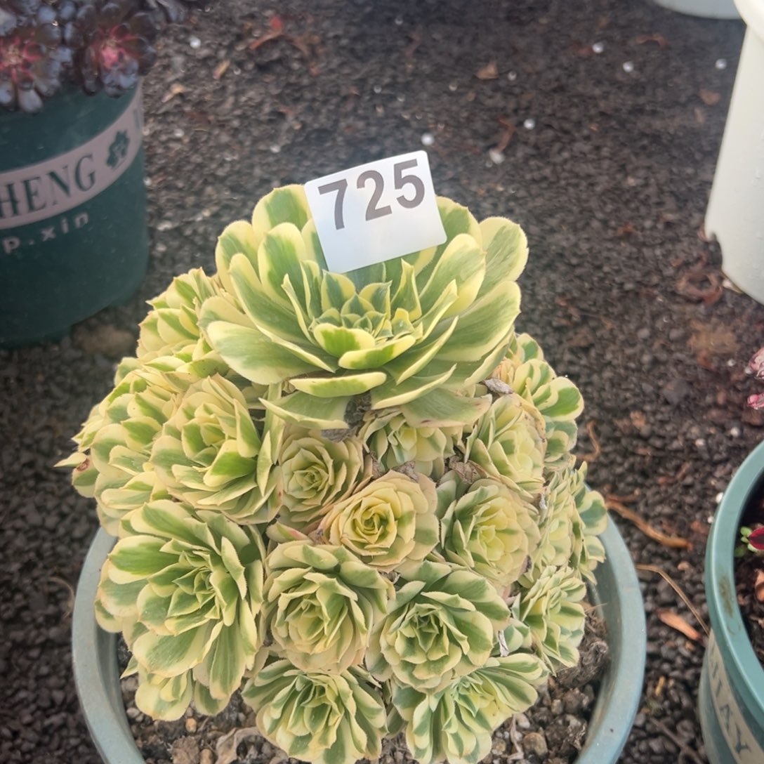 我是真的很喜欢这个