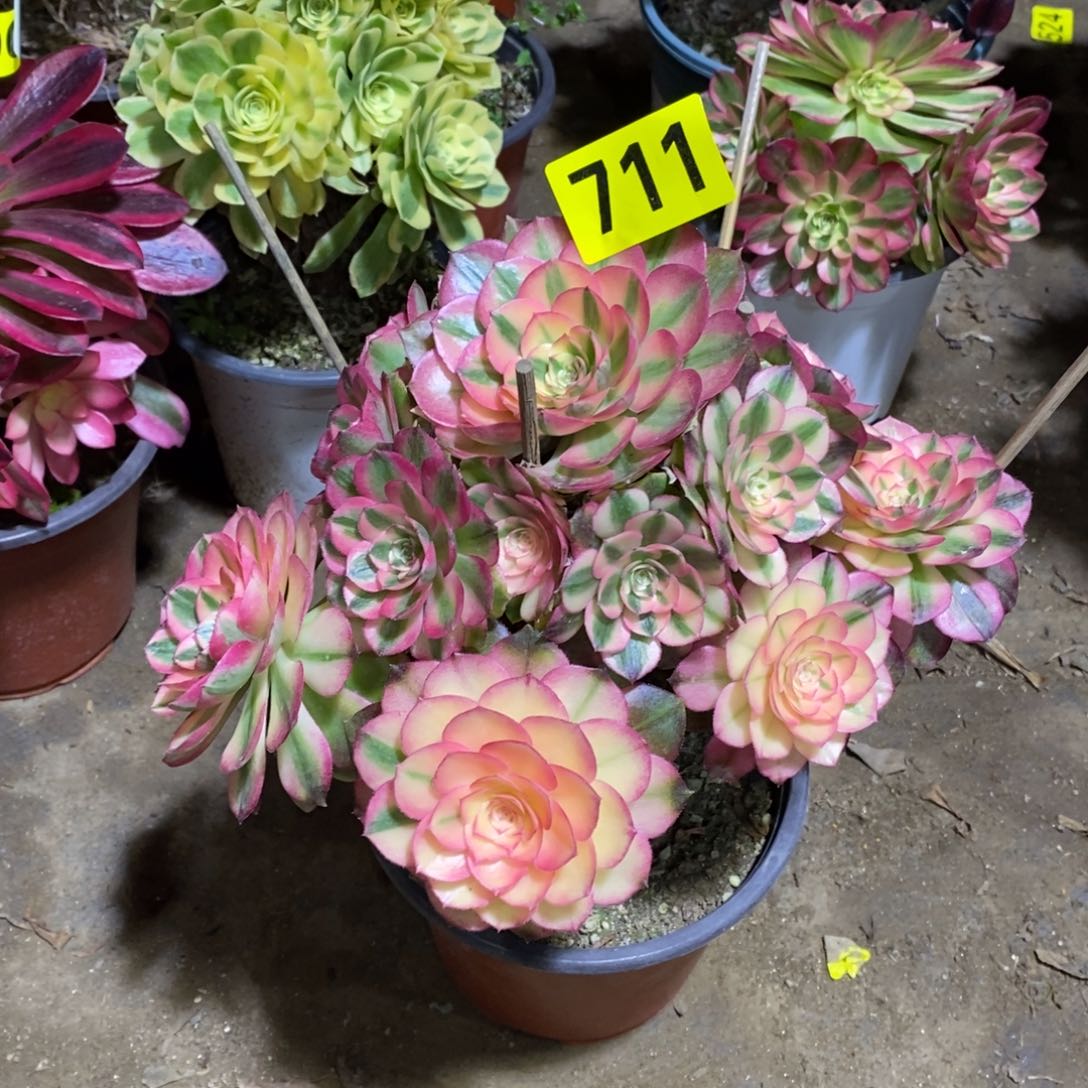 荔枝多肉法师711