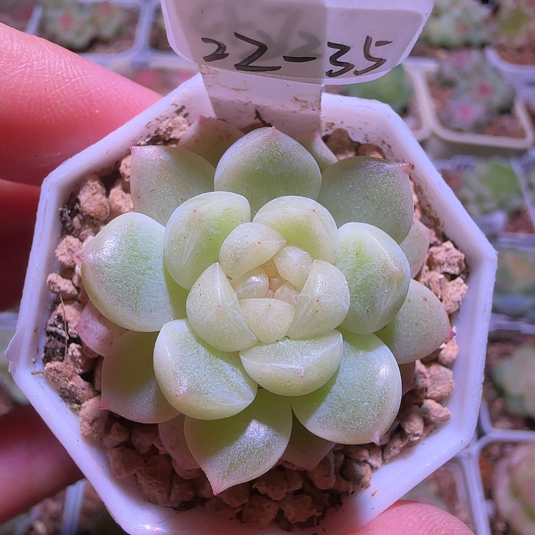 22-35福利财富密码CF7单头