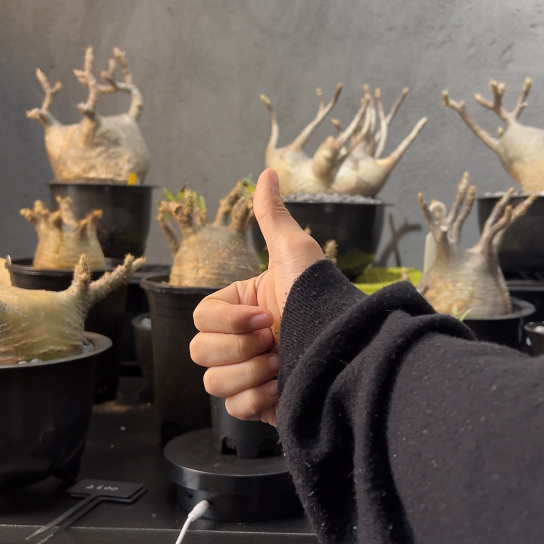 我生日全场88折88折