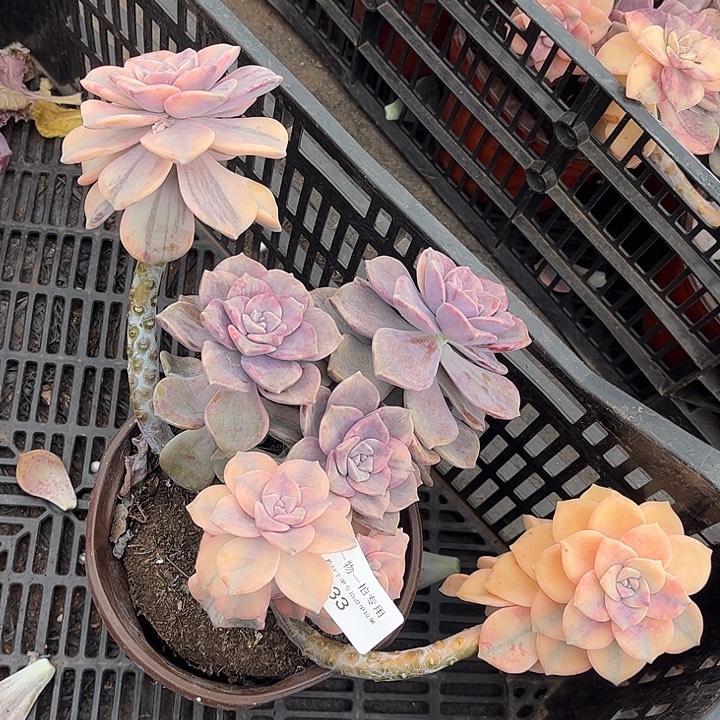 紫乐锦群，一物一拍