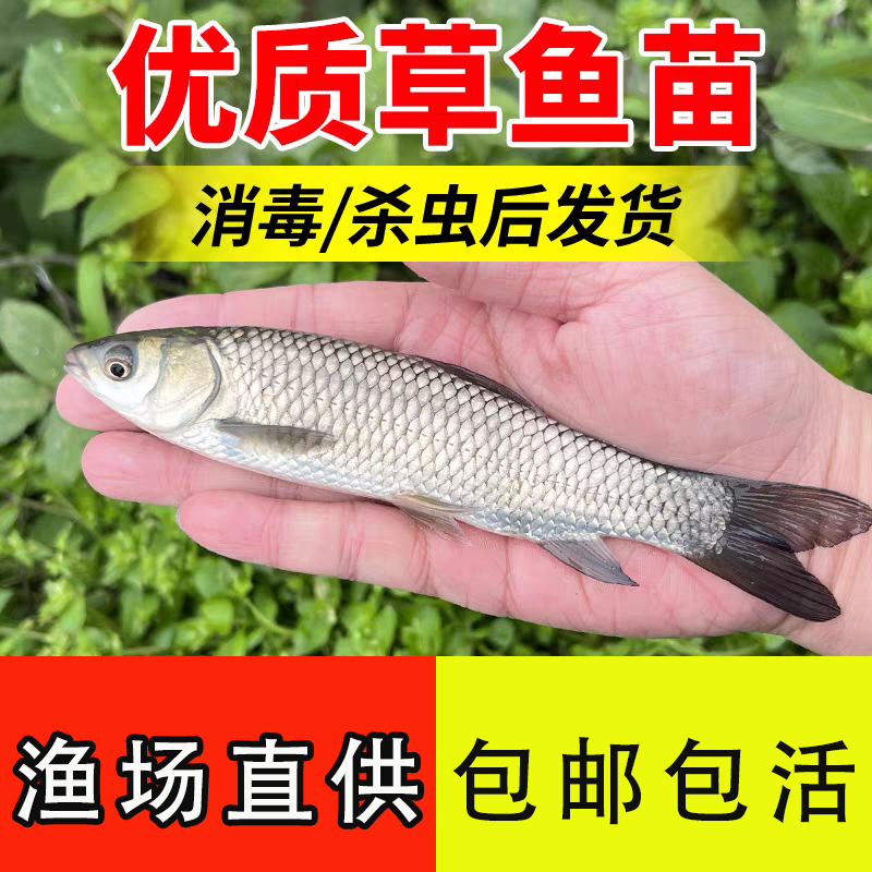草鱼苗草混子脆肉皖鱼草鱼苗批发淡水鱼苗大种草鱼苗淡水鱼苗