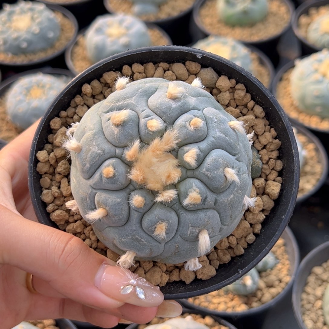 m482实生凸you大号