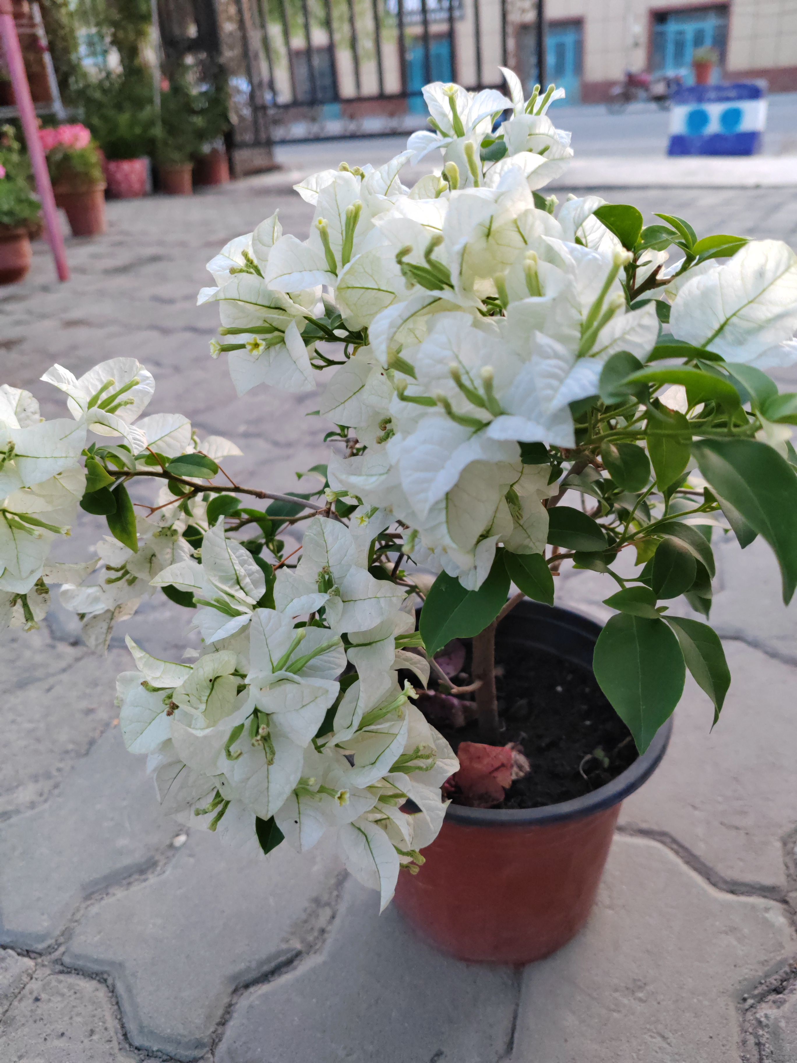 【白雪公主】白色三角梅中盆一盆