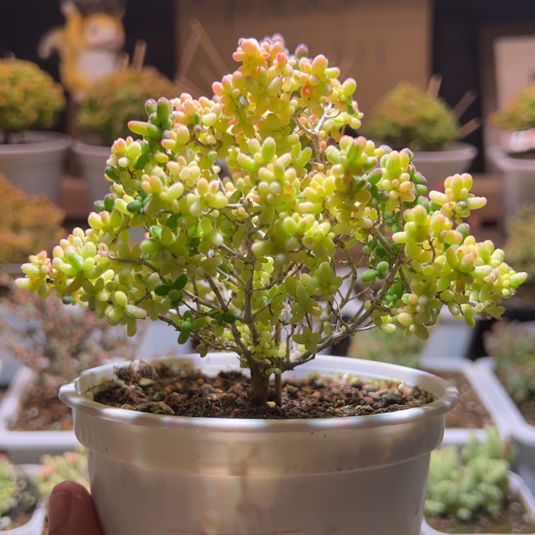 666米粒锦一物一拍包开箱