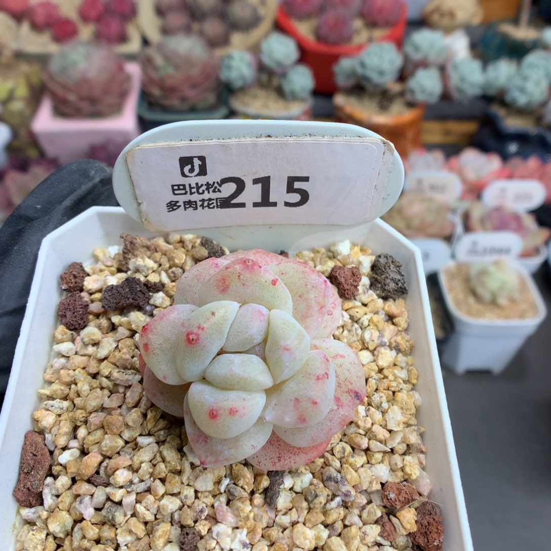 215 特冰玉石化多肉