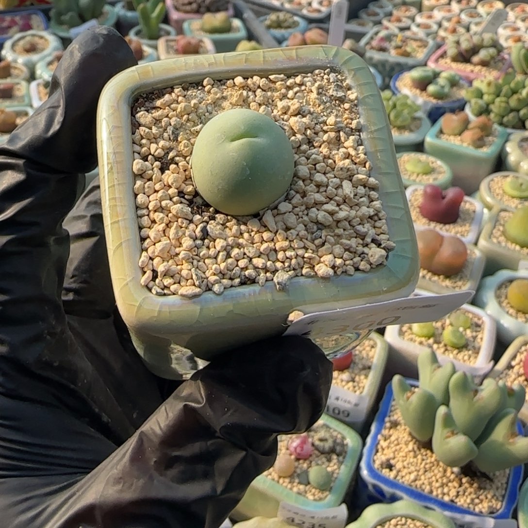 4300--一物一拍 带盆