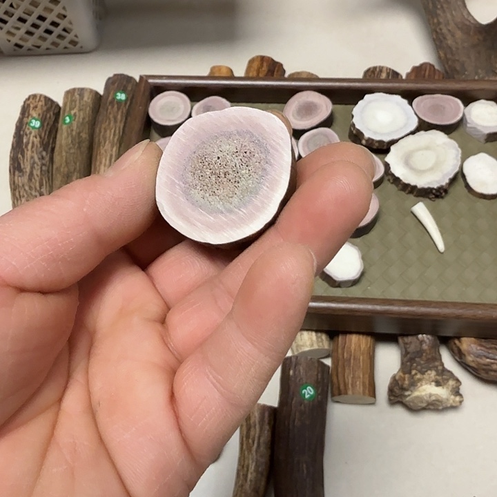 香榧木鹿角工艺品原料