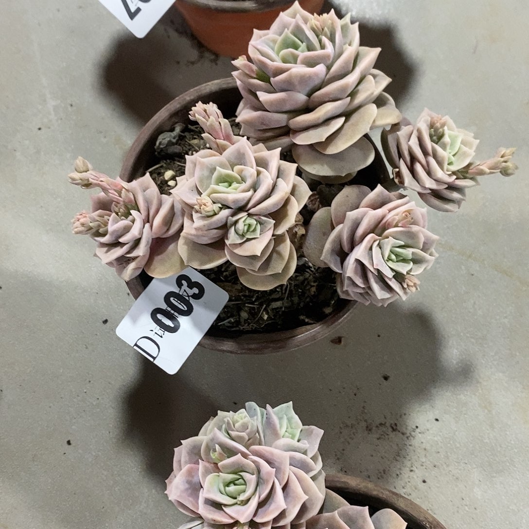 ?***?003可爱玫瑰多肉植物