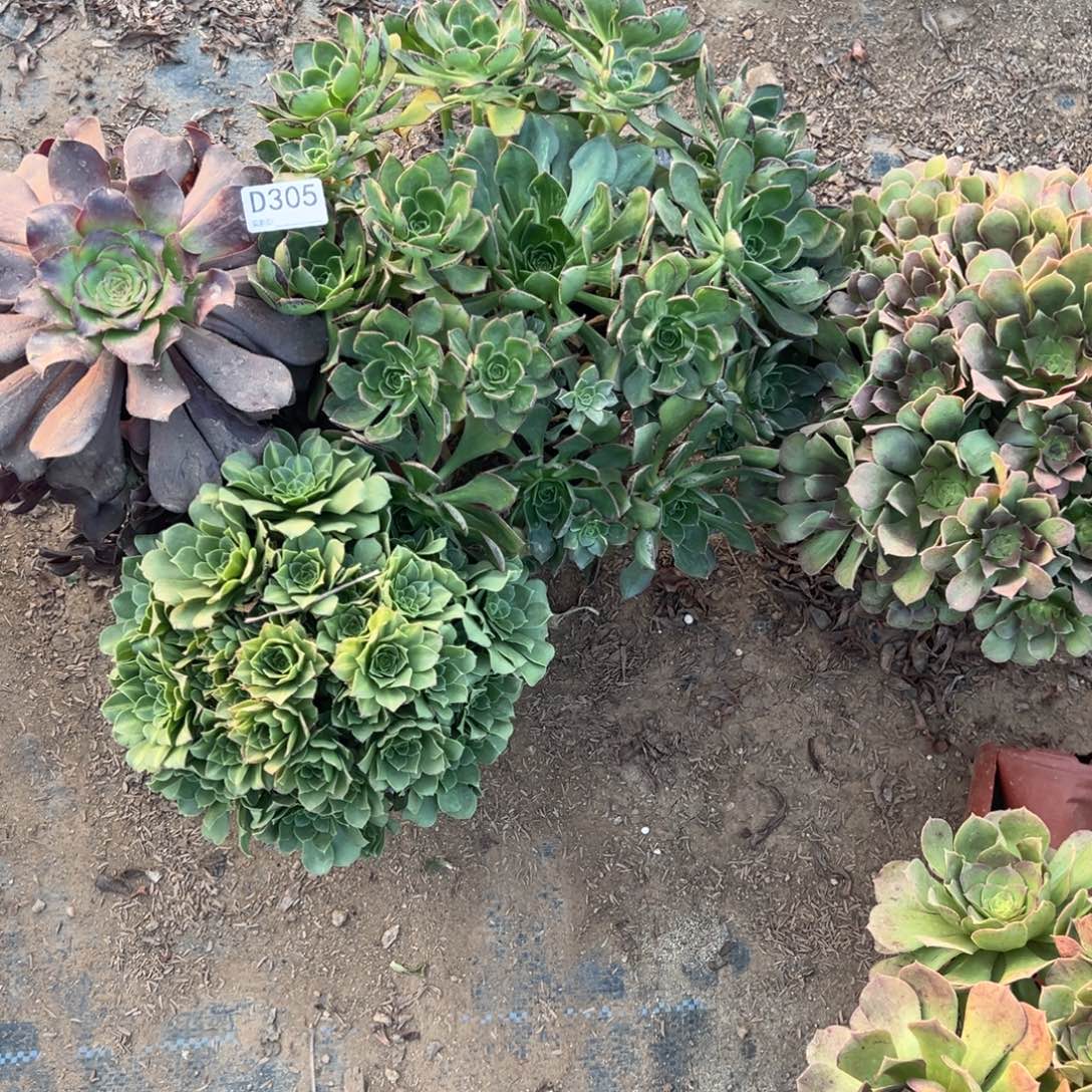 305三颗组合多肉植物法师