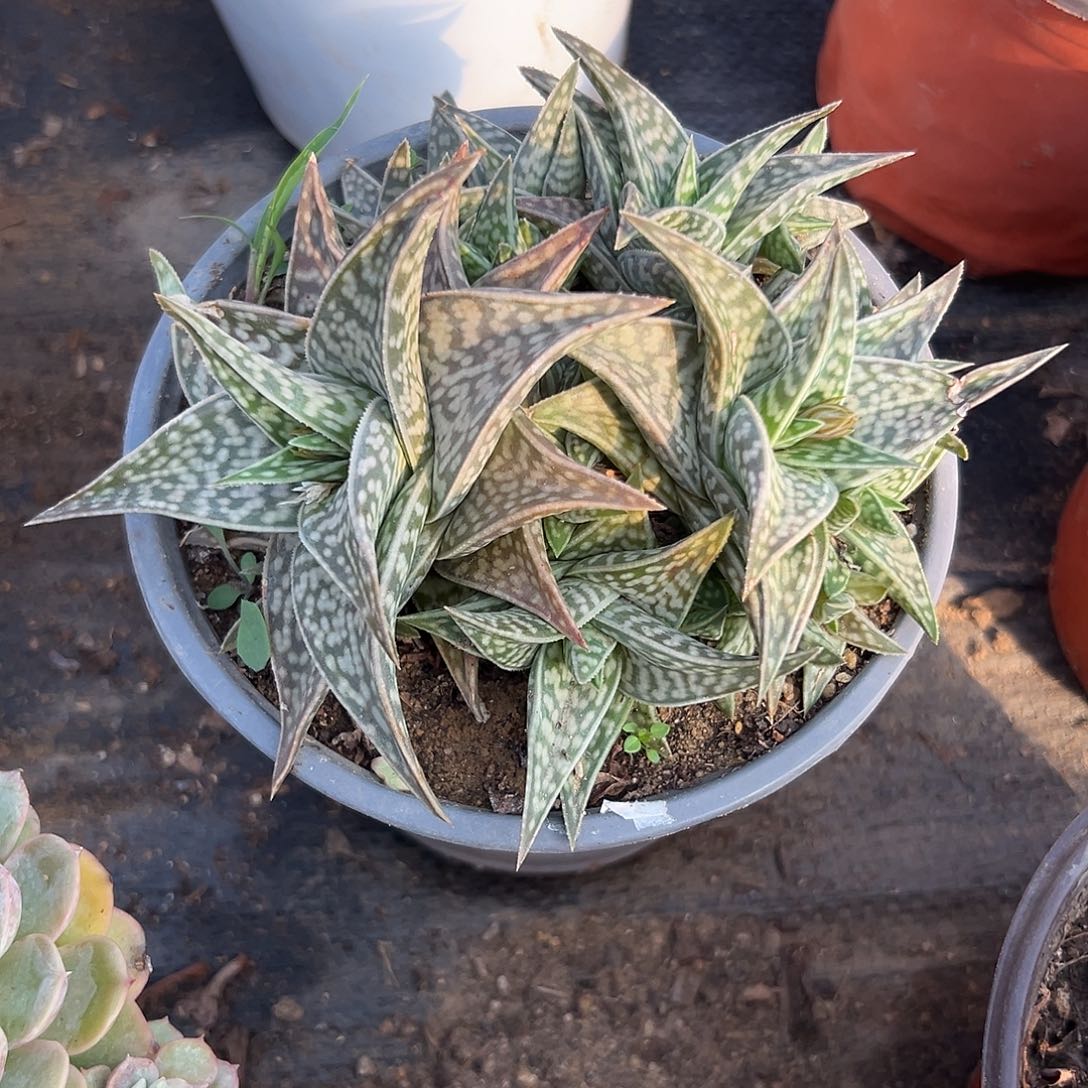 多肉植物芦荟群生