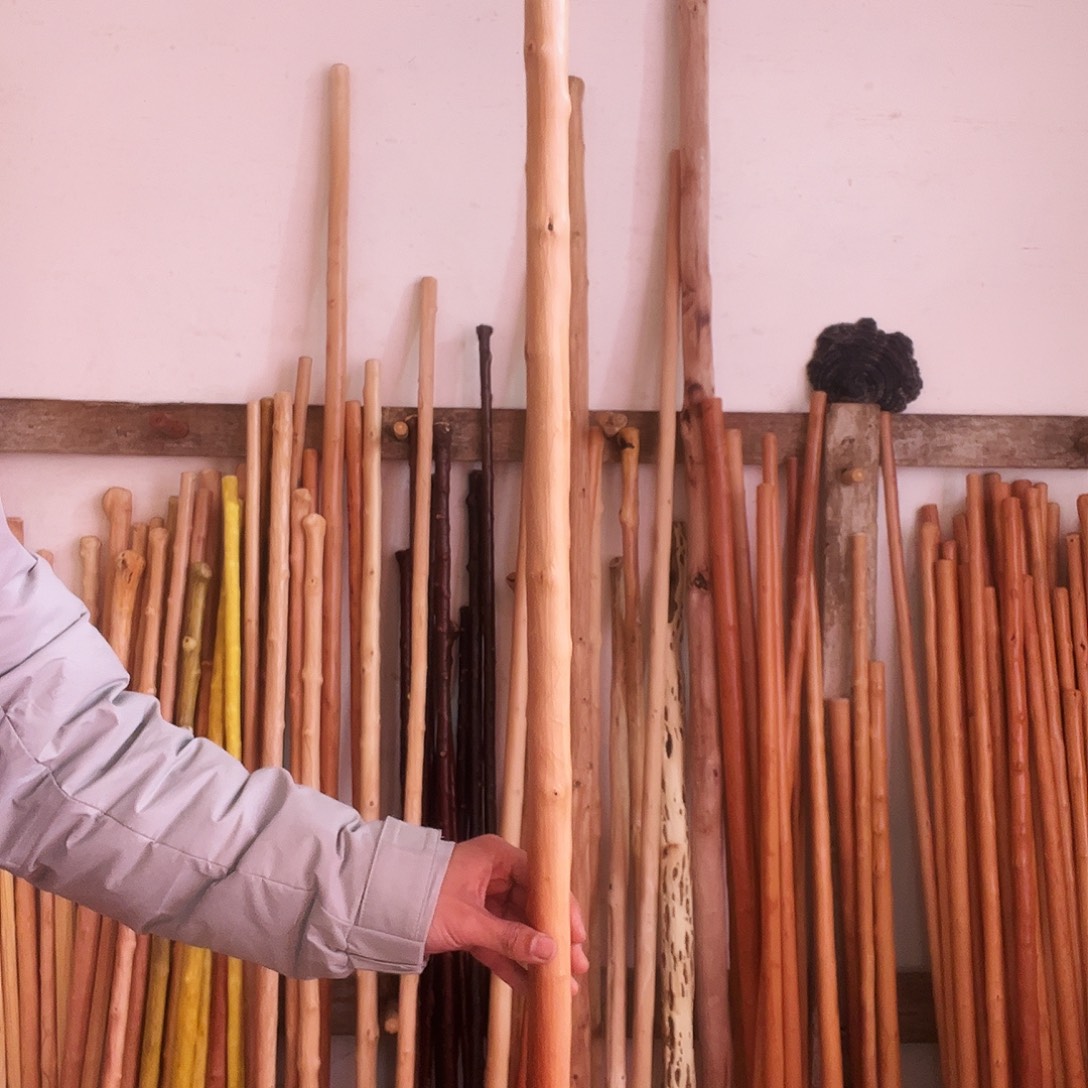 秦岭山脉红牛筋。 