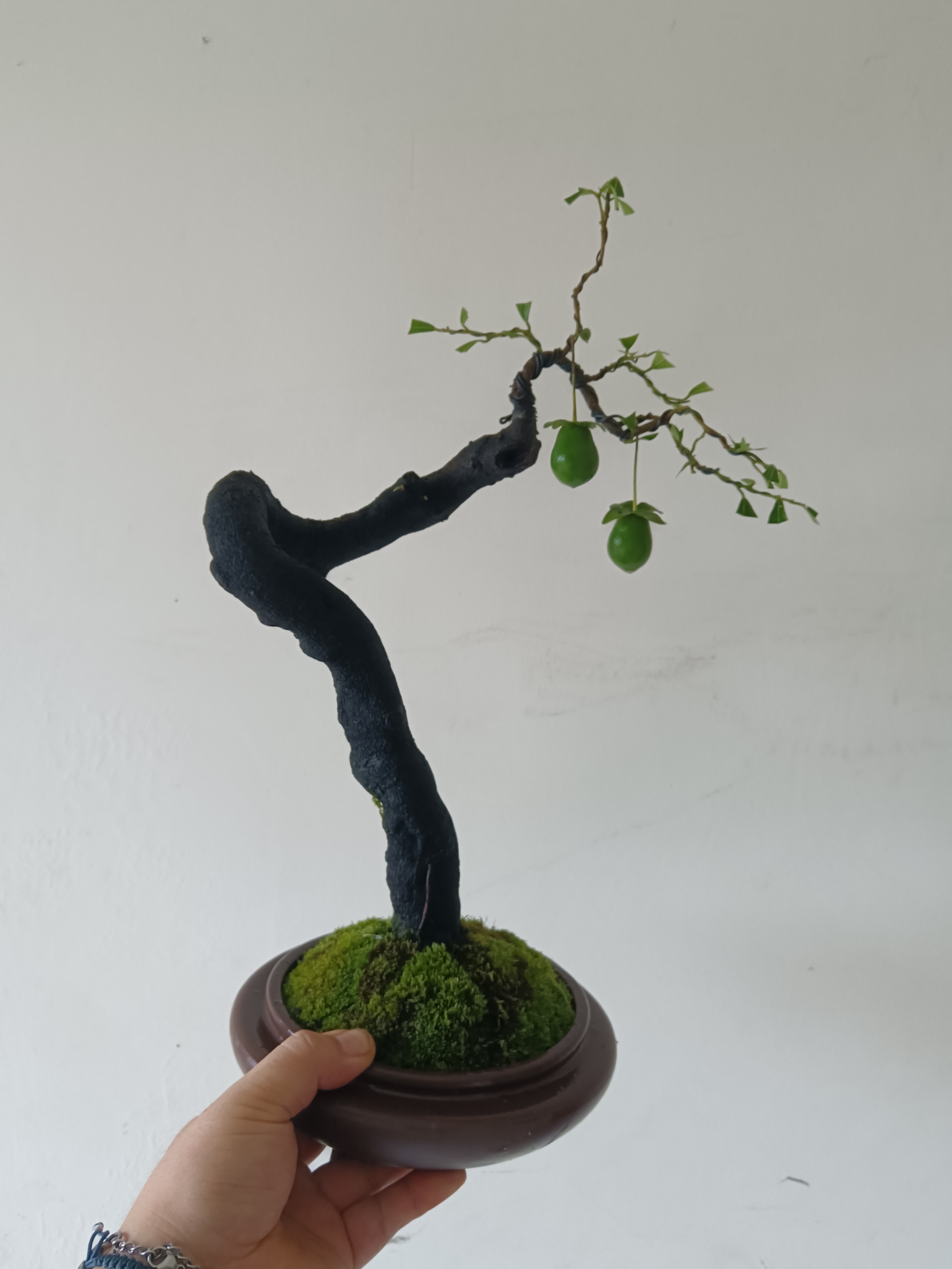 金弹子素材（丛林式，文人式，悬崖式，矮霸式）盆景直播间拍品