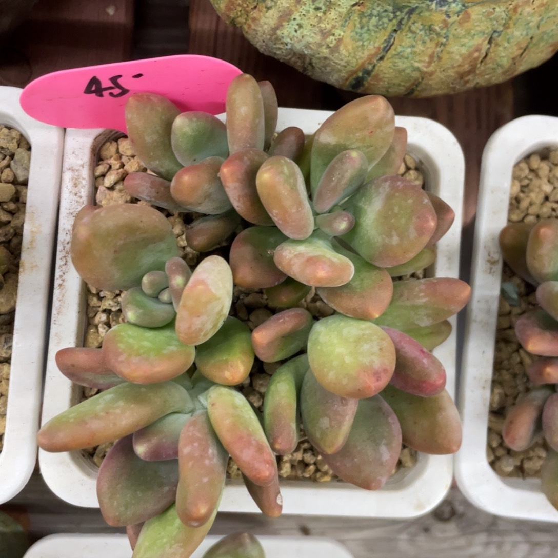 芒果奶酪无砍无摘