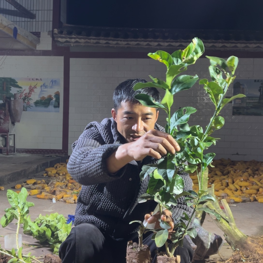 今***缘当前无花朵，栽培后可花朵9735两颗