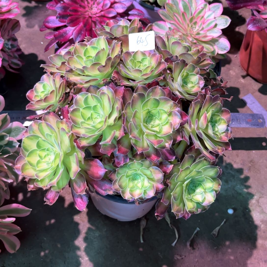 多肉植物韶华645