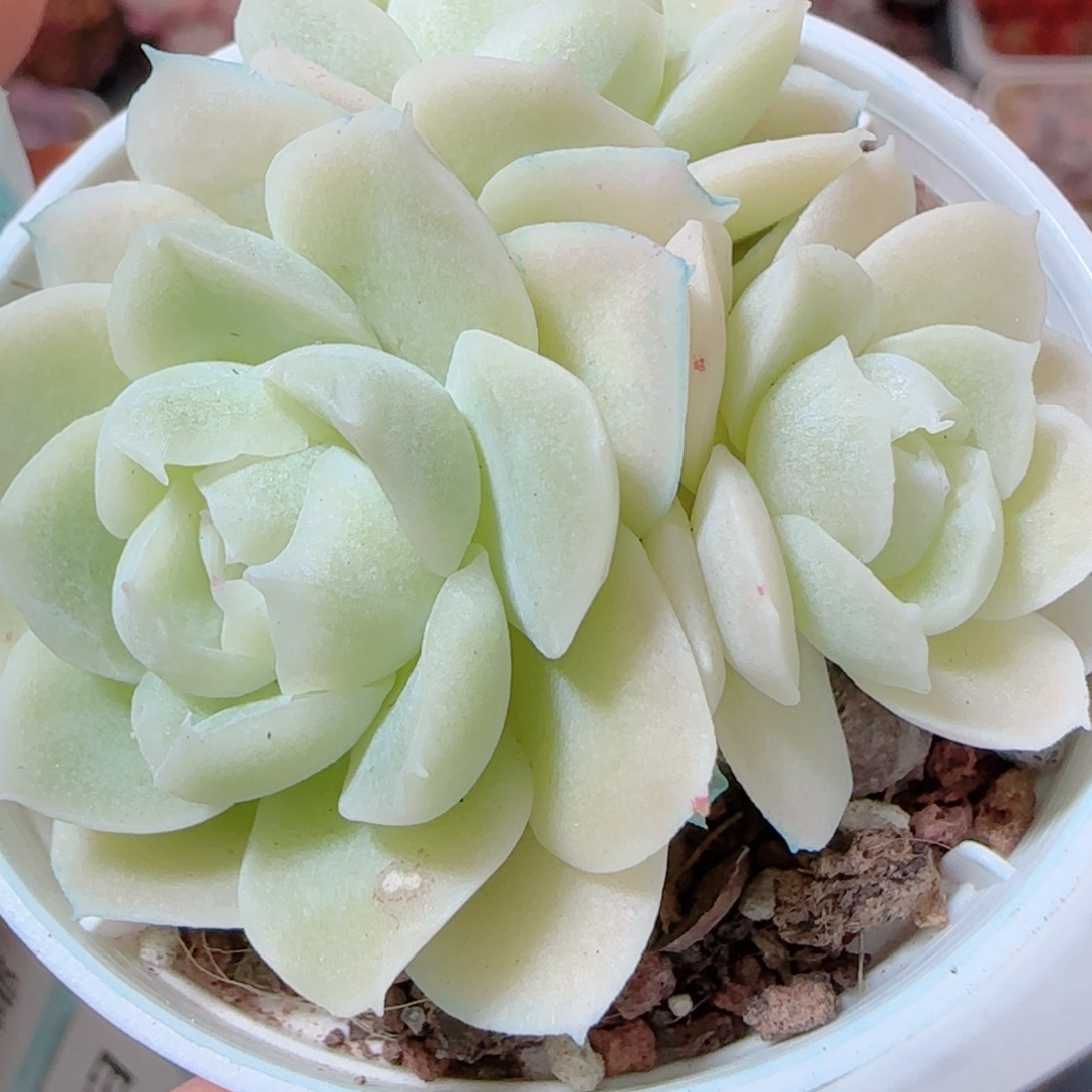 花语多肉1205-207纯玉