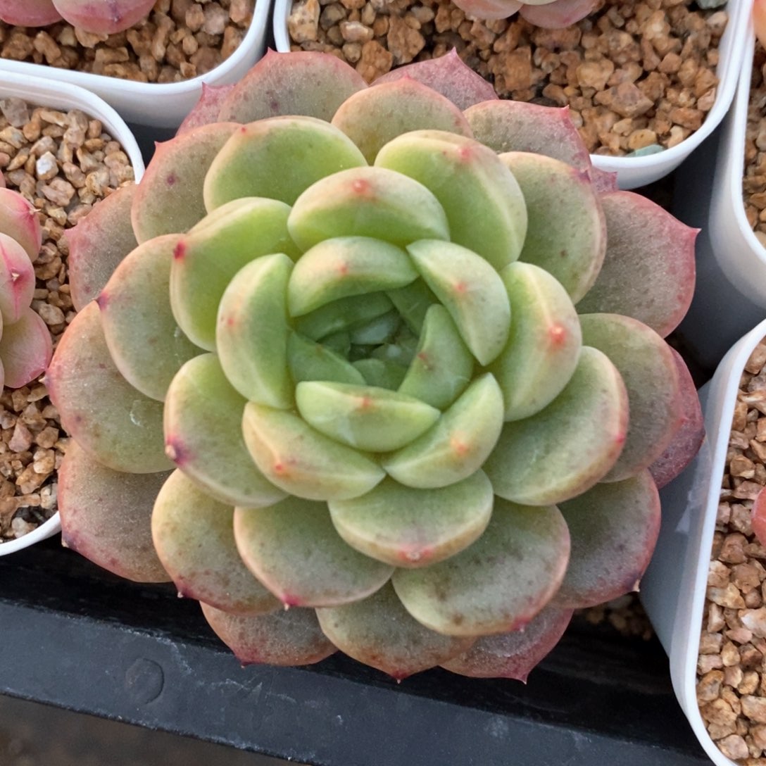 精品多肉一物一拍不包整807