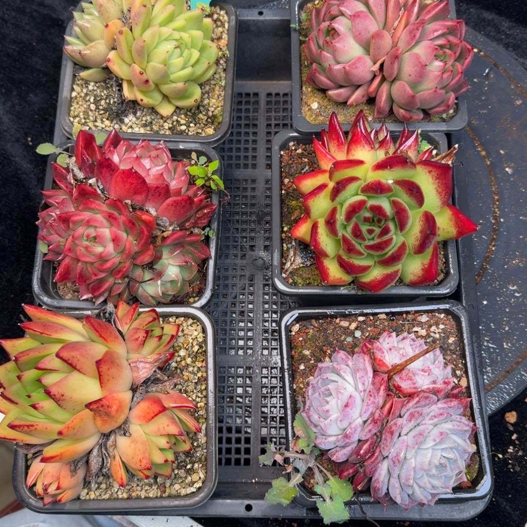 从前慢多肉精选编号1211.269