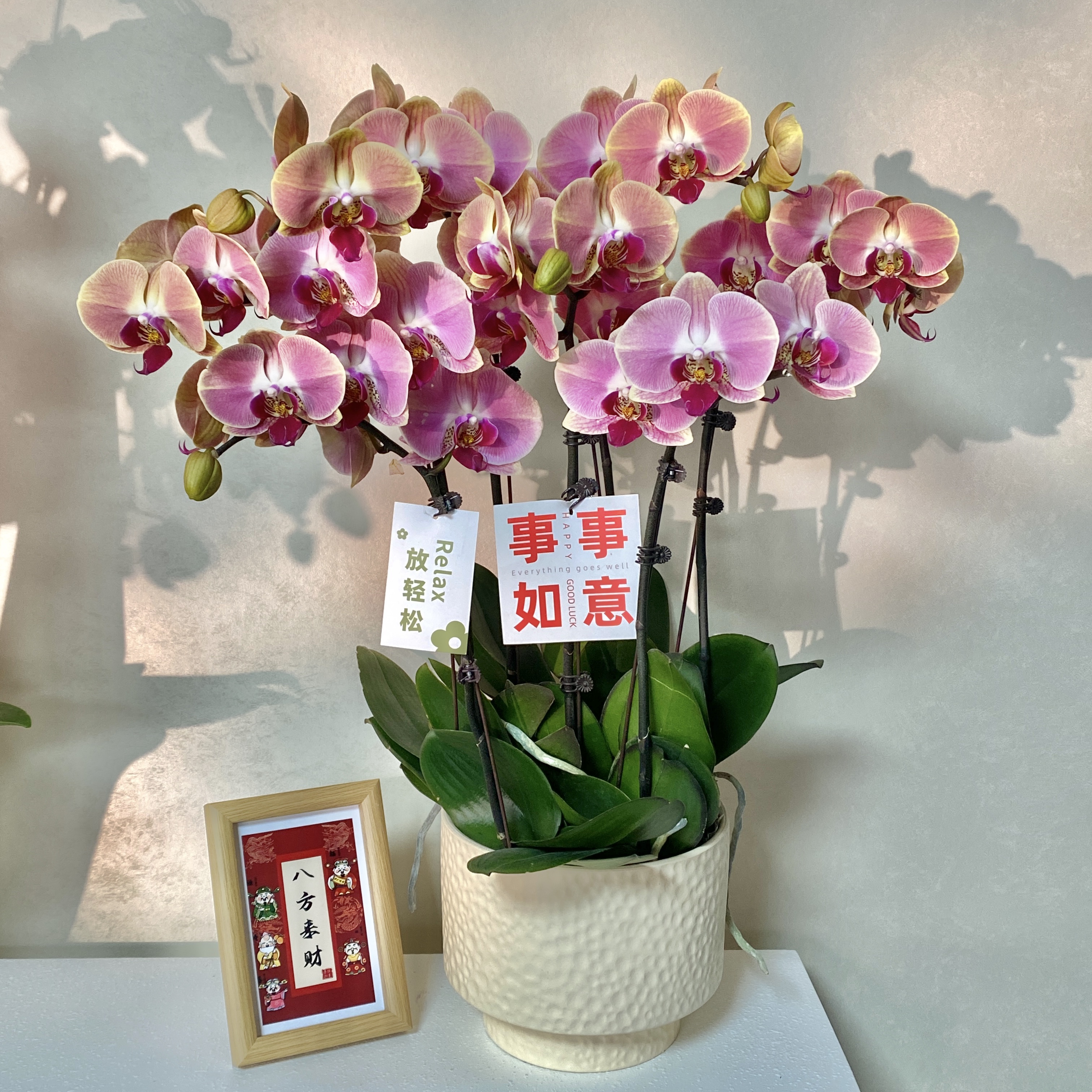 云舍精选<花间舞> 复古橙粉色系蝴蝶兰 鲜花绿植 带花带花苞 