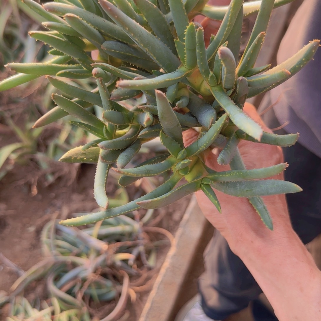 风***1块根植物块根植物块根