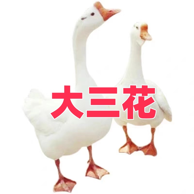 宠物鸭鹅包邮售后三天