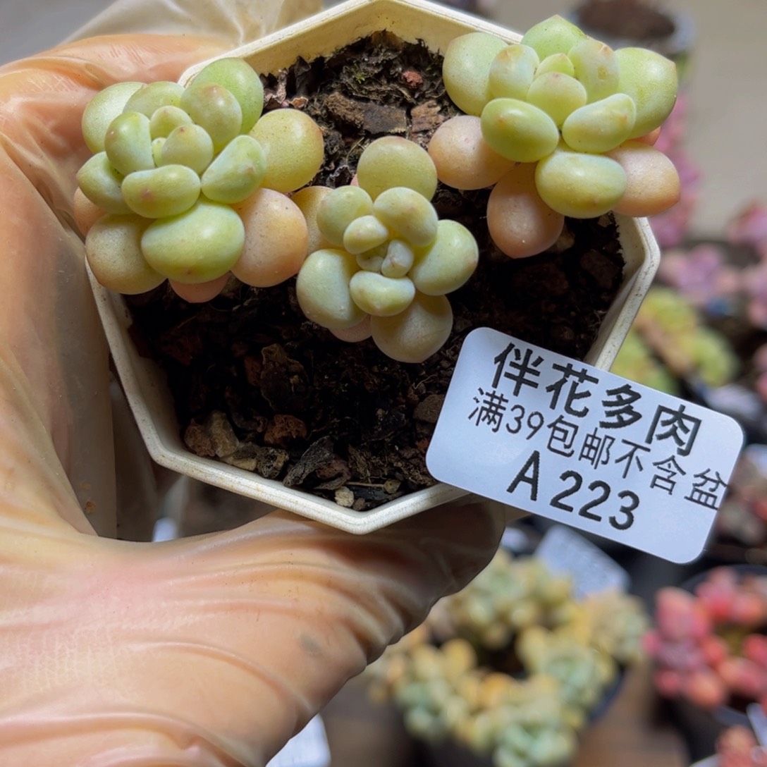 223洛可可7厘米多肉